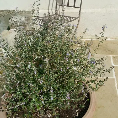 Bed & Breakfast Borgo Dei Filitti Palmariggi