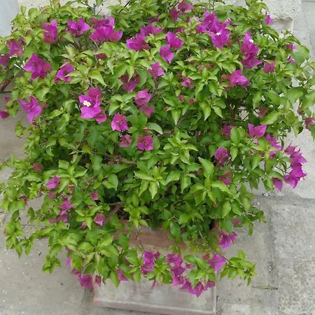 Bed & Breakfast Borgo Dei Filitti Palmariggi